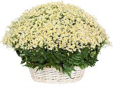 Цветочная композиция из Ромашки в корзине #REPLACE_PRED# Карачаевске